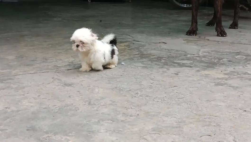 Shihtzu puppy for sale — photo 2