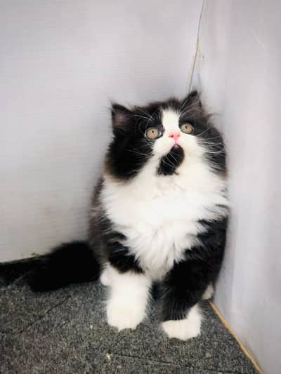Cash on delivery parshion punch face kittens