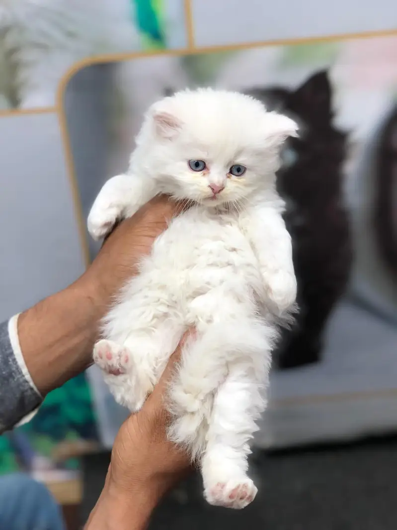 Cash on delivery parshion punch face kittens — photo 8