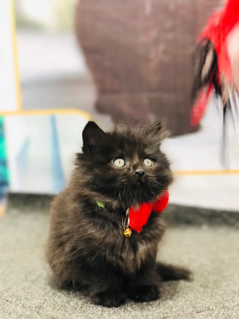 Cash on delivery parshion punch face kittens — photo 11
