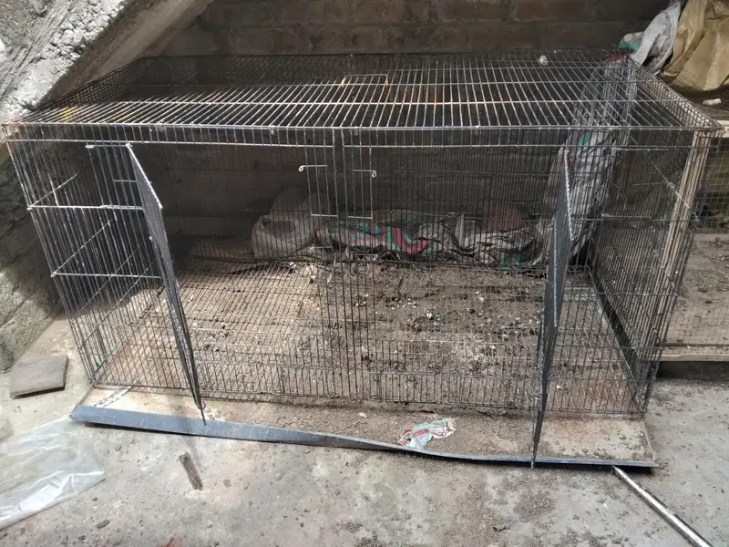 murgiya cats parrots Kuch b rkh skty — photo 2