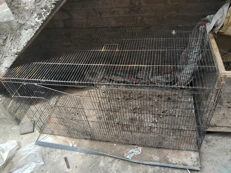 murgiya cats parrots Kuch b rkh skty — photo 3