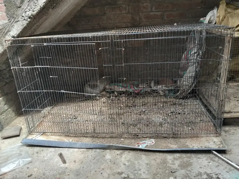 murgiya cats parrots Kuch b rkh skty — photo 4