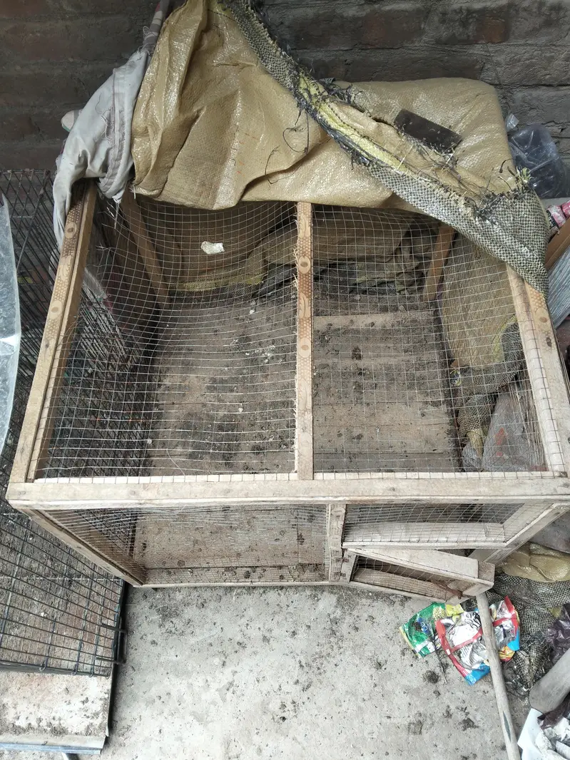murgiya cats parrots Kuch b rkh skty — photo 5