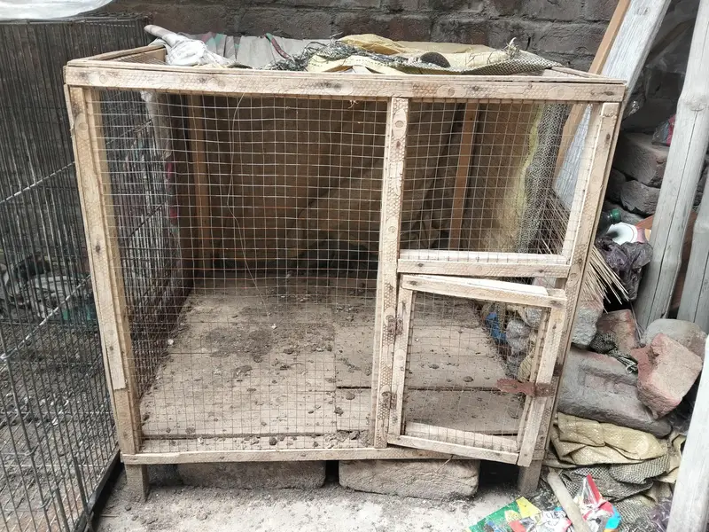 murgiya cats parrots Kuch b rkh skty — photo 6