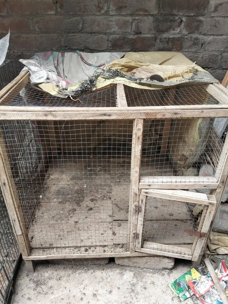 murgiya cats parrots Kuch b rkh skty — photo 7