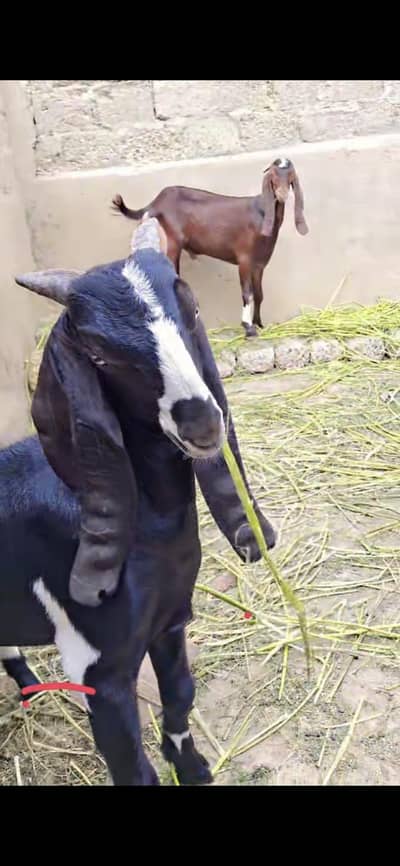 punjab nasal Cross
