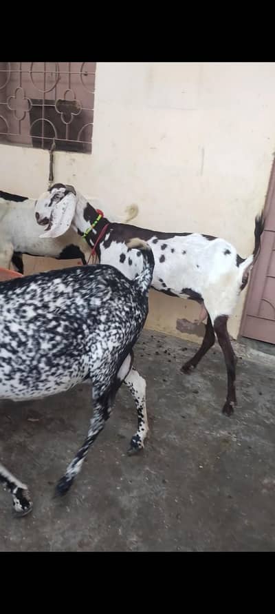 pure beetal gabban bakri