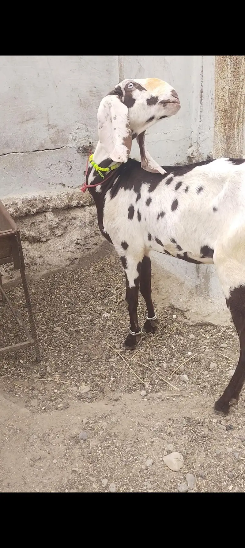 pure beetal gabban bakri — photo 2