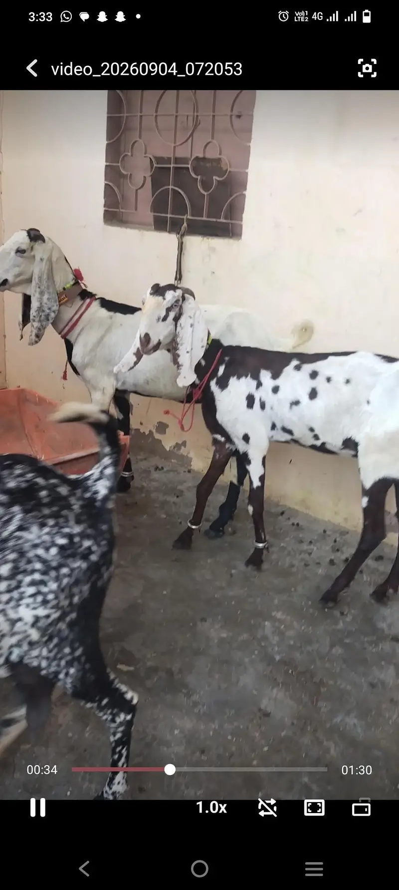pure beetal gabban bakri — photo 3