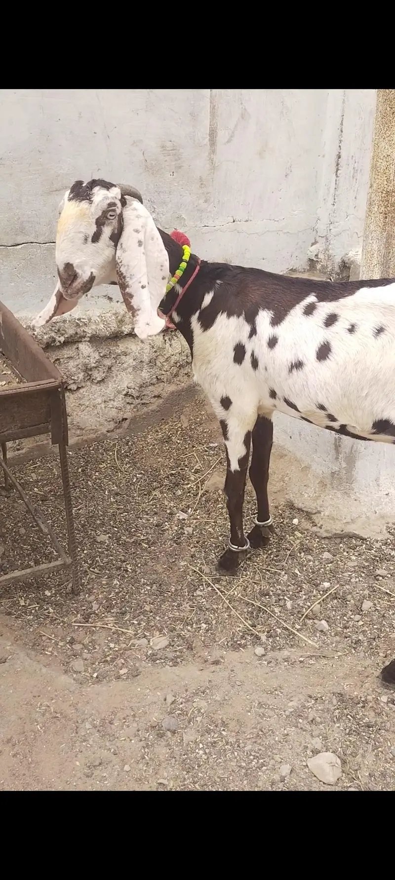 pure beetal gabban bakri — photo 4