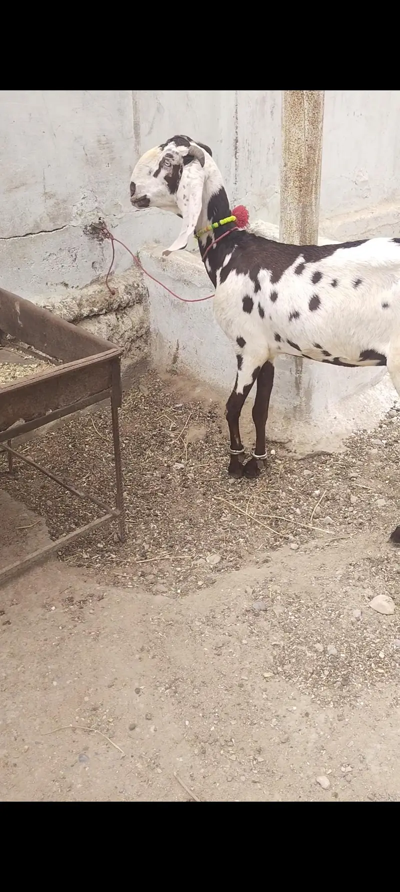 pure beetal gabban bakri — photo 5