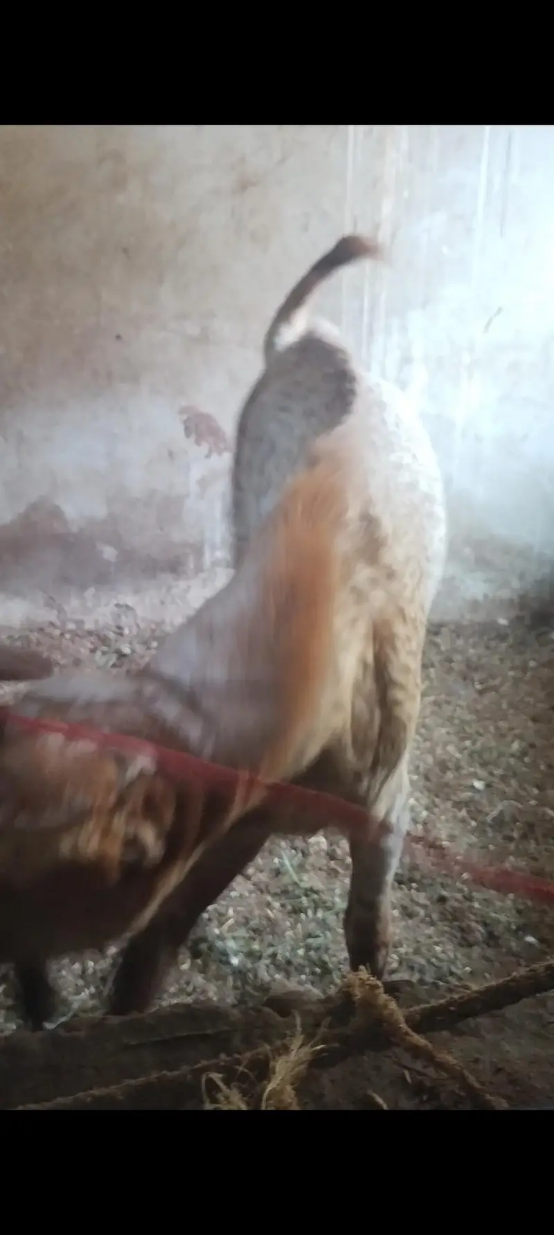 pure beetal gabban bakri — photo 6