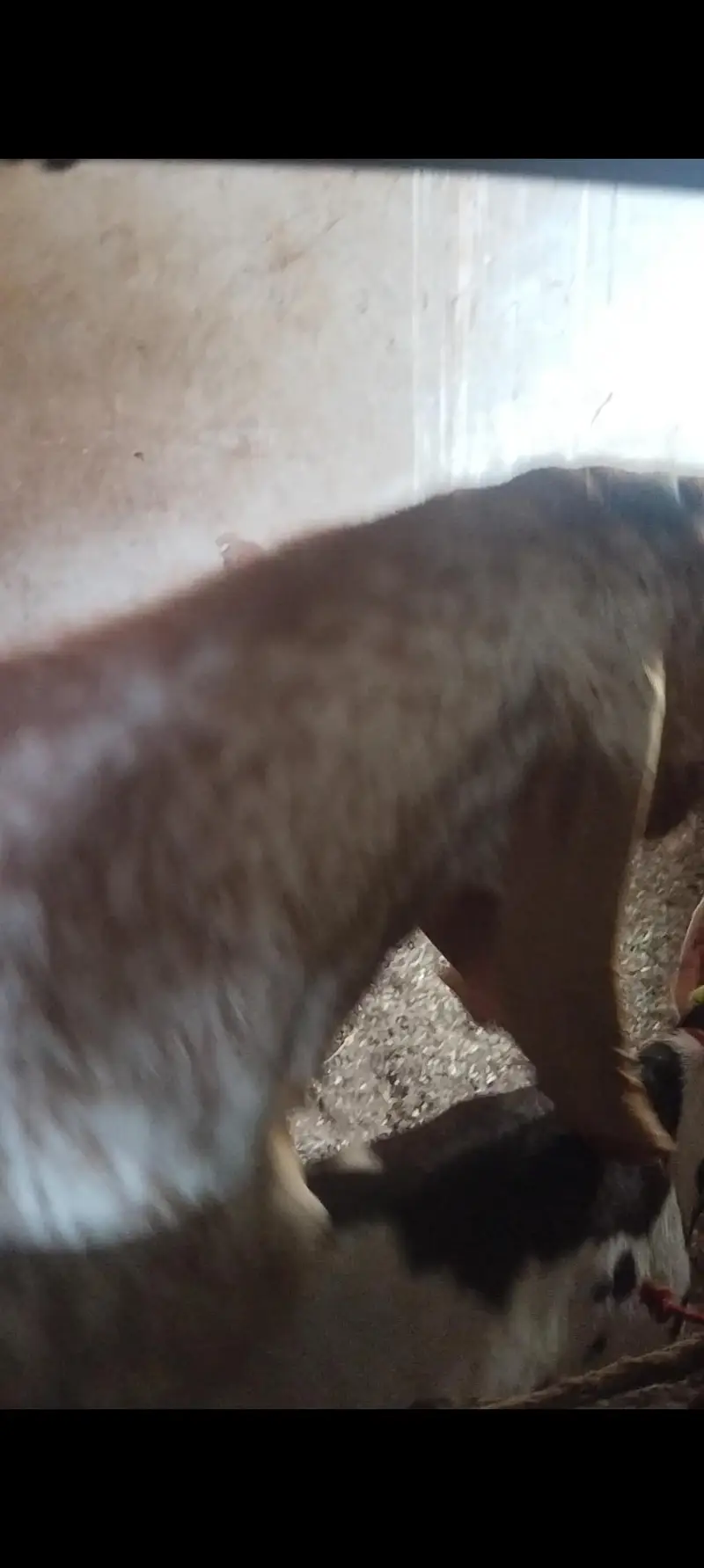 pure beetal gabban bakri — photo 8