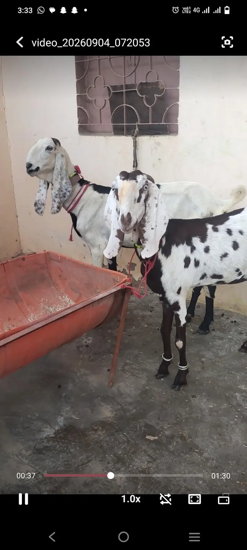 pure beetal gabban bakri — photo 9