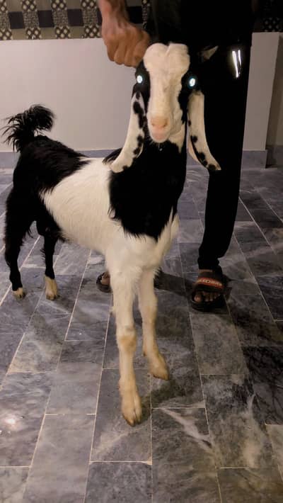 MASHALLAH bakra for 2027