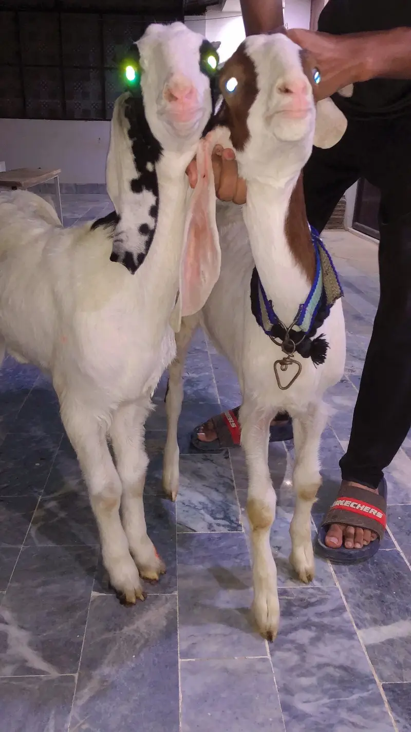 MASHALLAH bakra for 2027 — photo 2