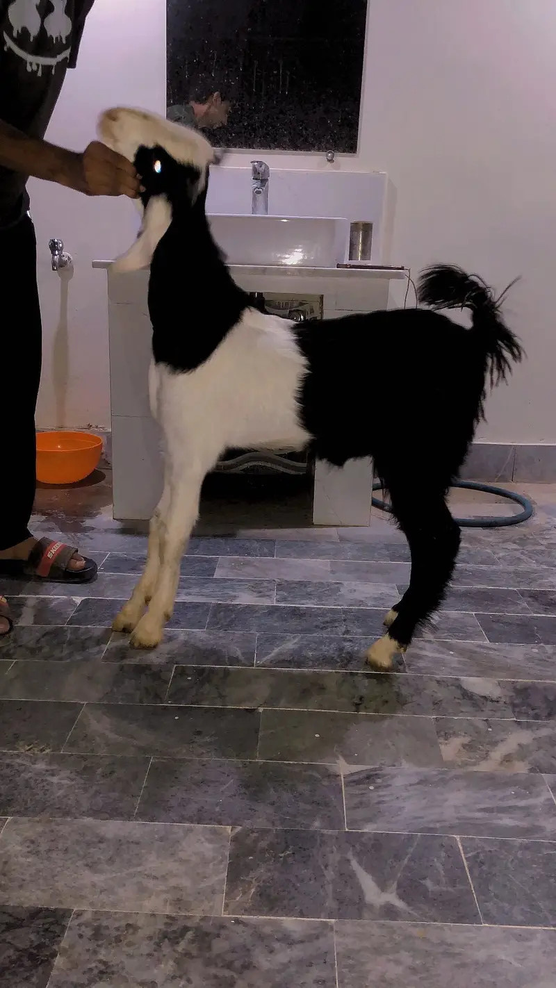 MASHALLAH bakra for 2027 — photo 3