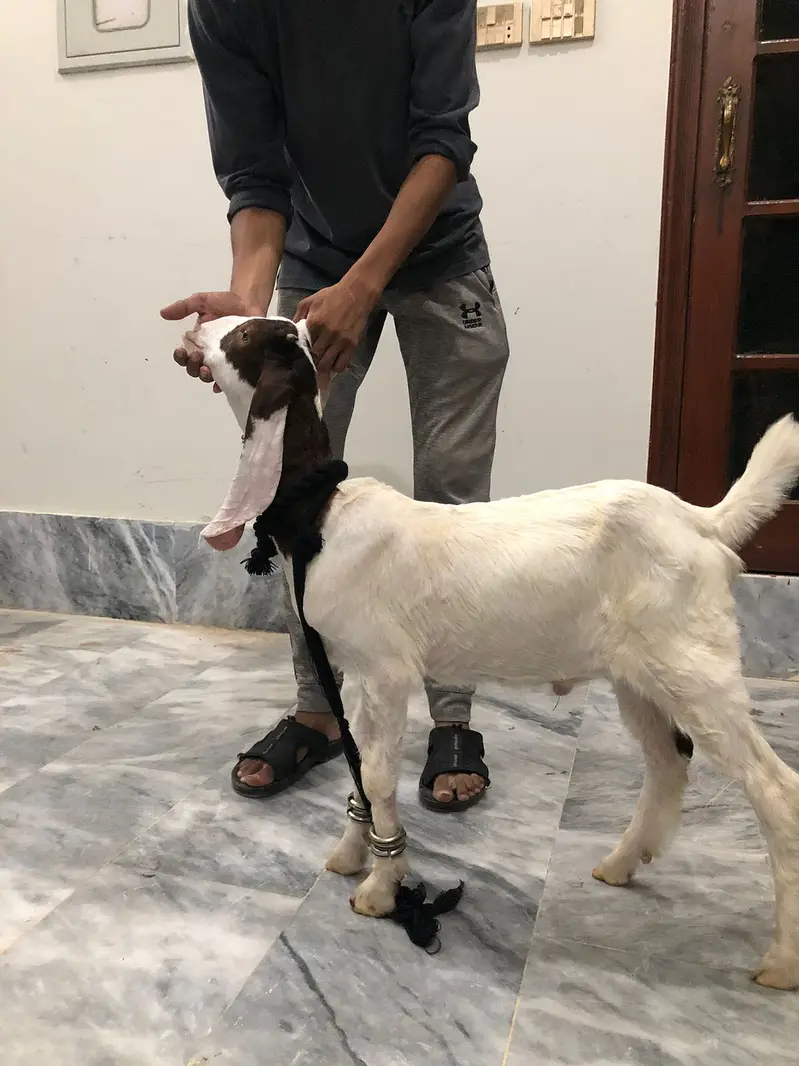 MASHALLAH bakra for 2027 — photo 5