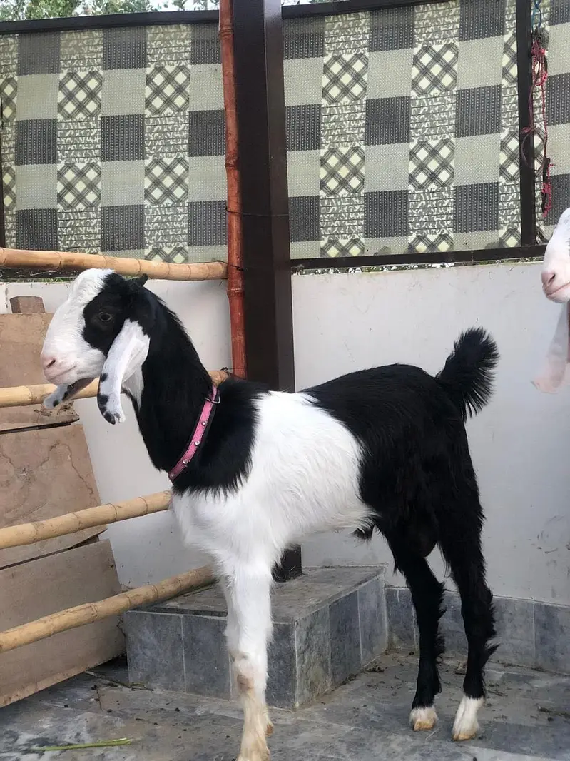MASHALLAH bakra for 2027 — photo 6
