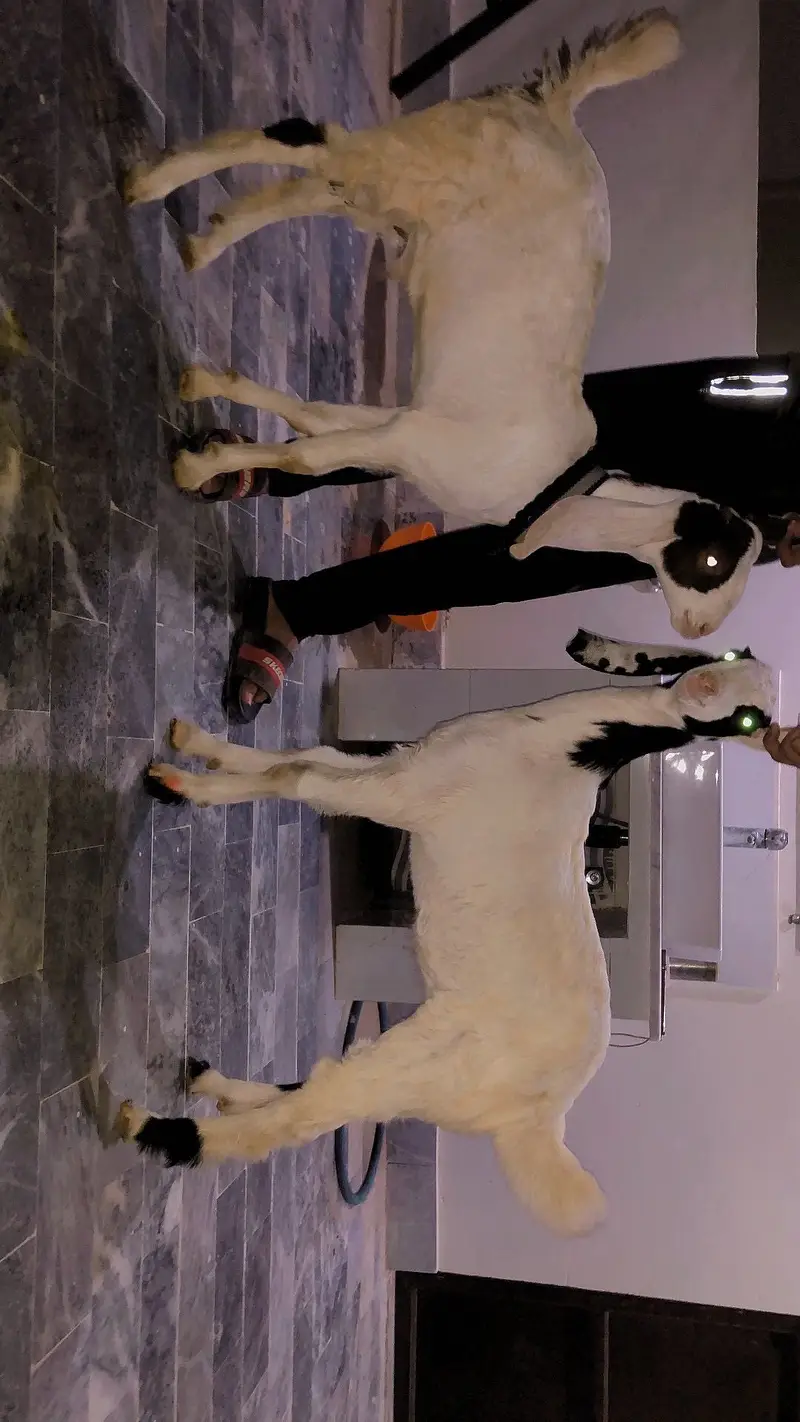 MASHALLAH bakra for 2027 — photo 8
