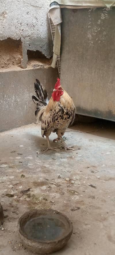 Only male for sale video available hai.  (contact number : 03088294033