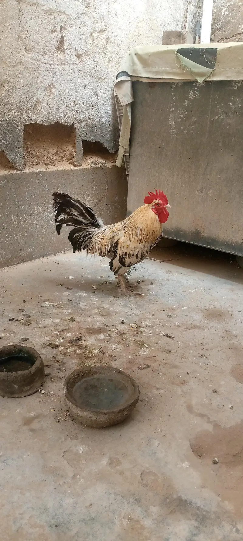 Only male for sale video available hai.  (contact number : 03088294033 — photo 2