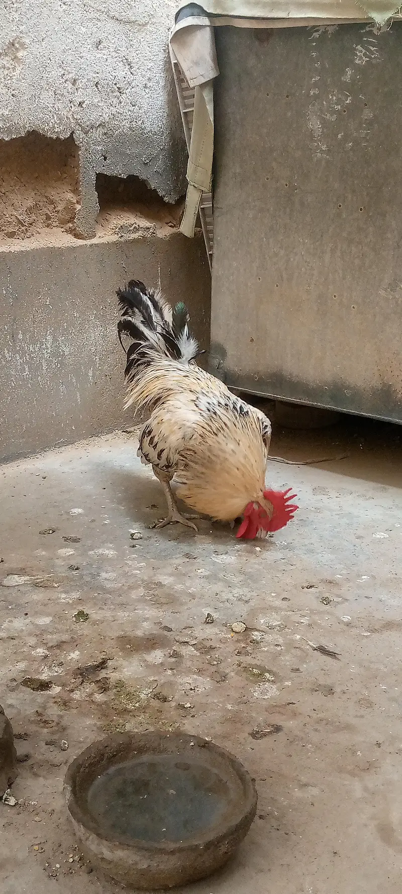 Only male for sale video available hai.  (contact number : 03088294033 — photo 3