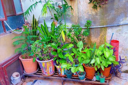 plants and pots for sale