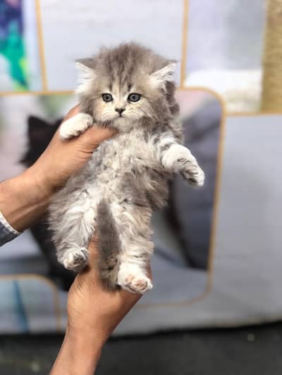 Cash on delivery parshion punch face kittens