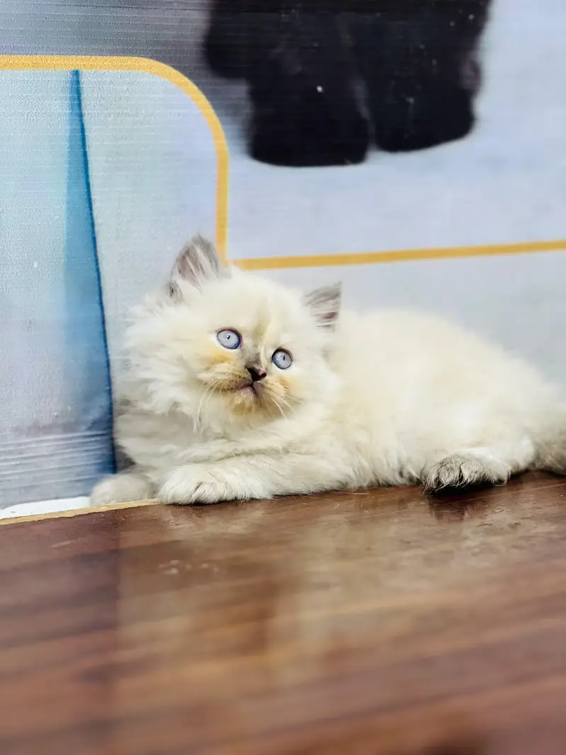 Cash on delivery parshion punch face kittens — photo 12