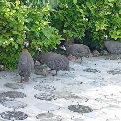 urgent sale 8 chokar