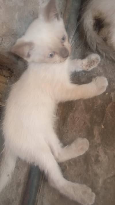 kittan