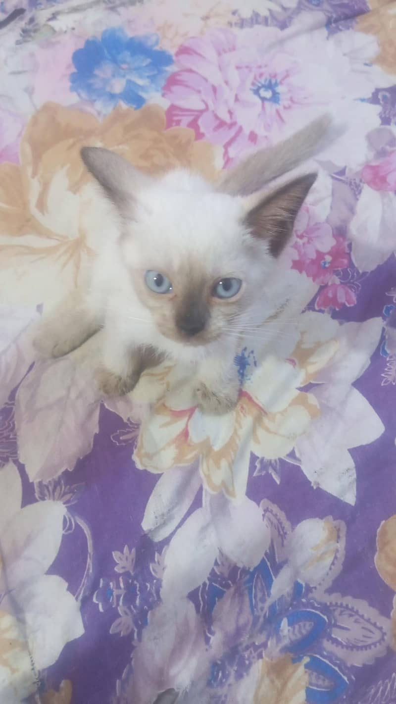 kittan 2