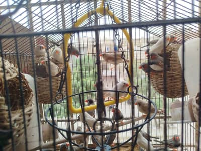 Finches. Male and female, beading pair.