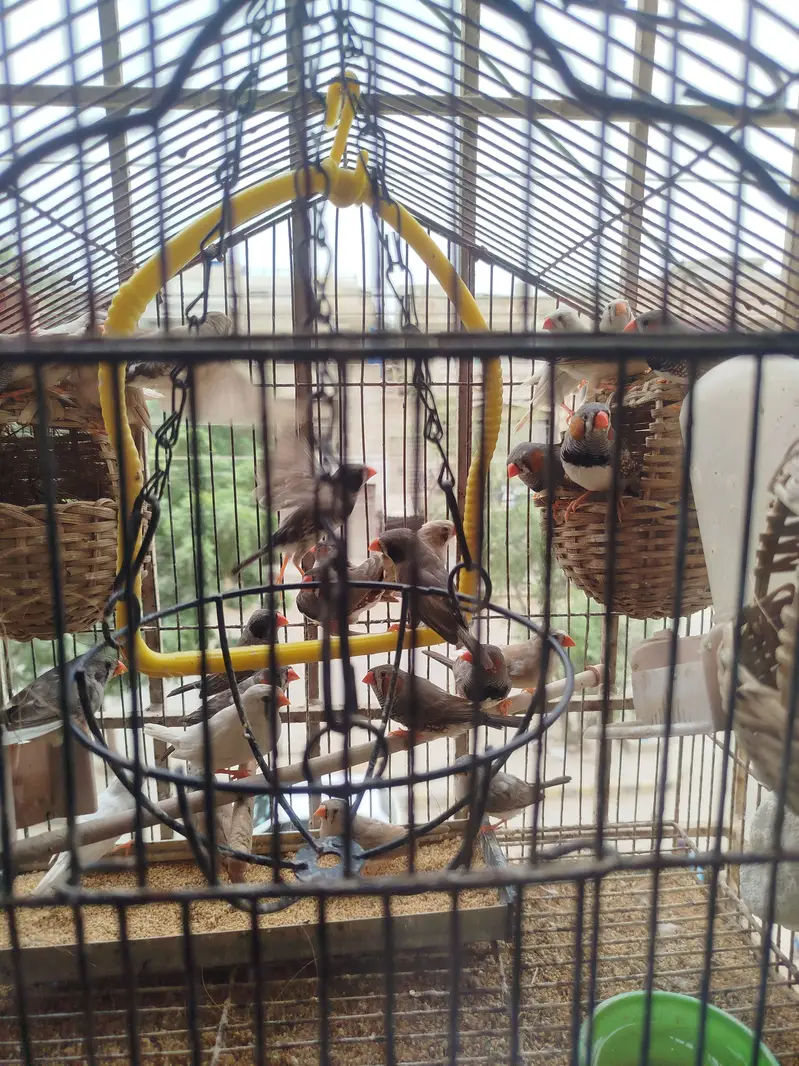 Finches. Male and female, beading pair. — photo 2