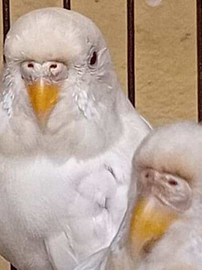 albino red eyes pair