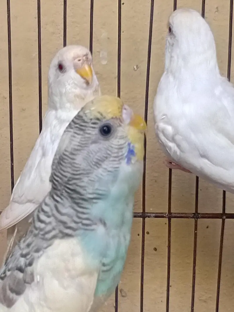 albino red eyes pair — photo 2