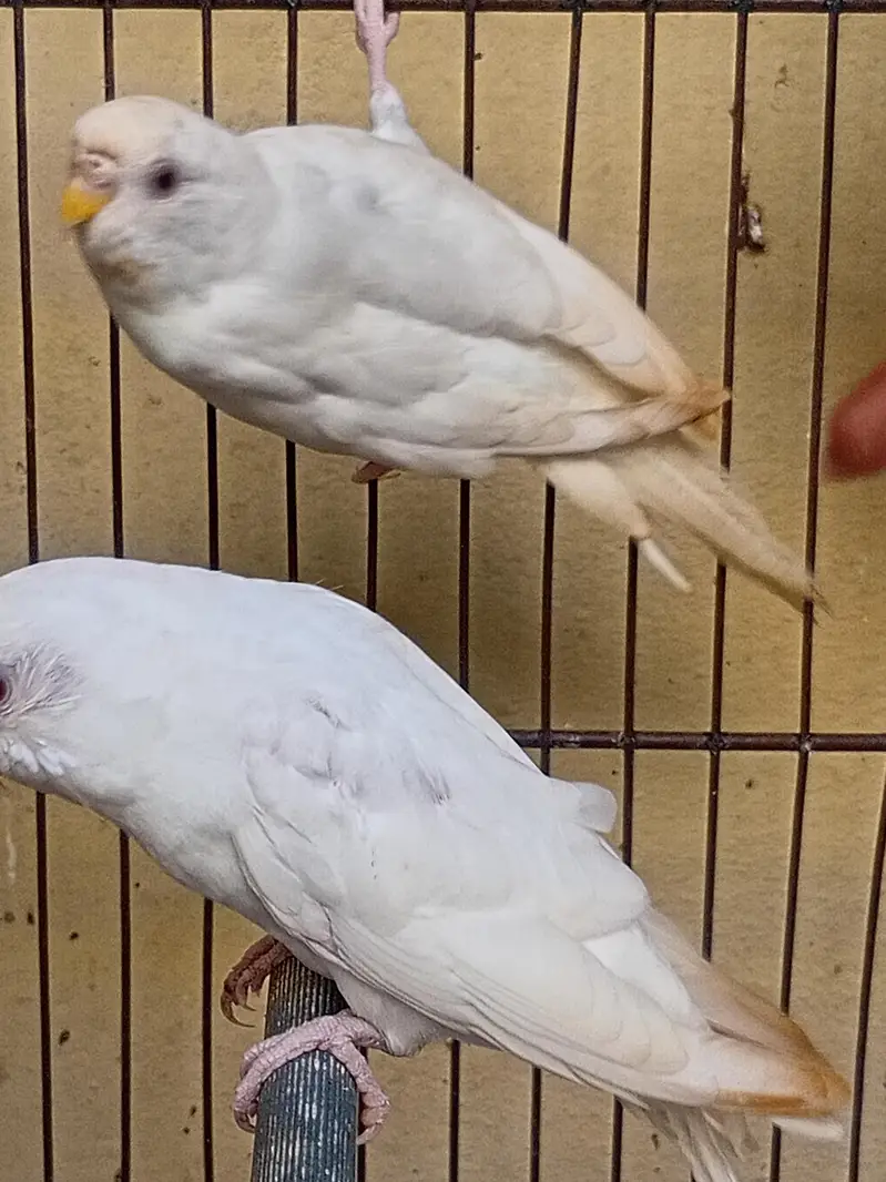 albino red eyes pair — photo 3