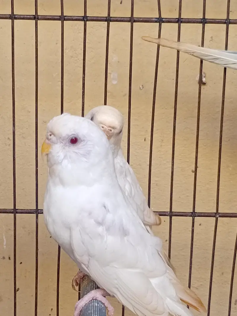 albino red eyes pair — photo 4