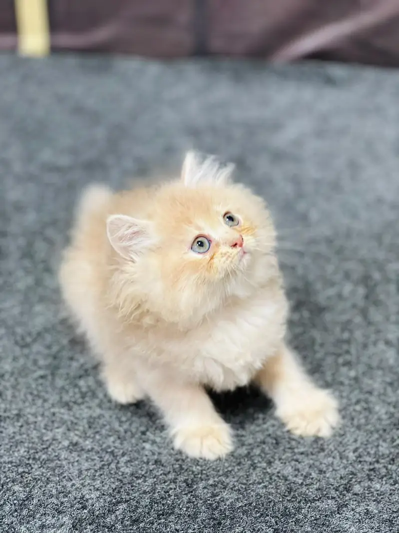 Cash on delivery parshion punch face kittens — photo 6