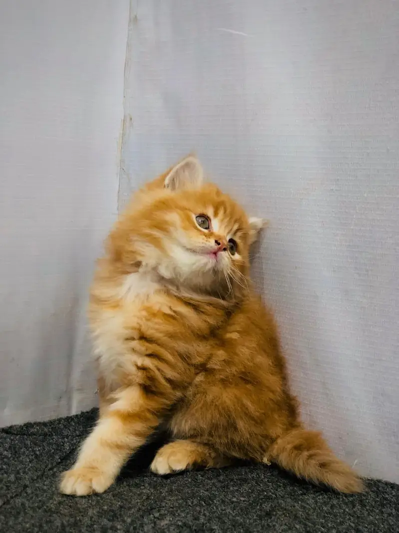 Cash on delivery parshion punch face kittens — photo 9
