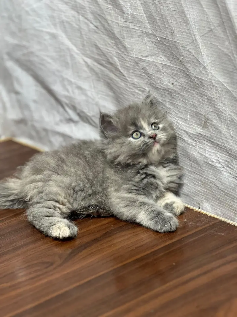 Cash on delivery parshion punch face kittens — photo 11