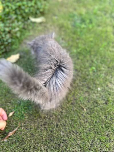 Grey Persian kitten