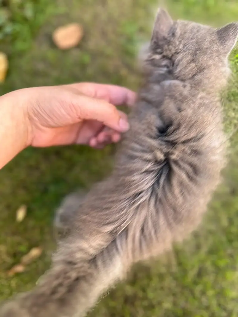 Grey Persian kitten — photo 2
