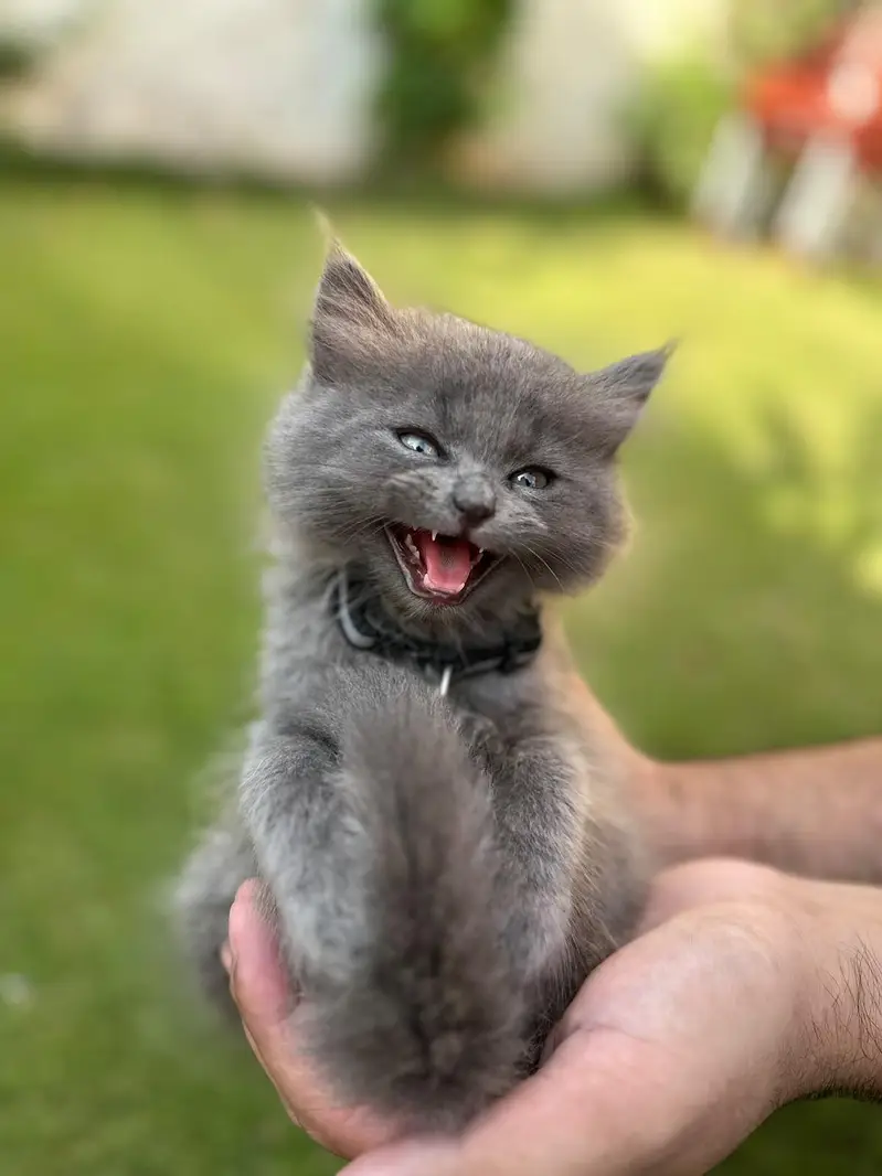 Grey Persian kitten — photo 3