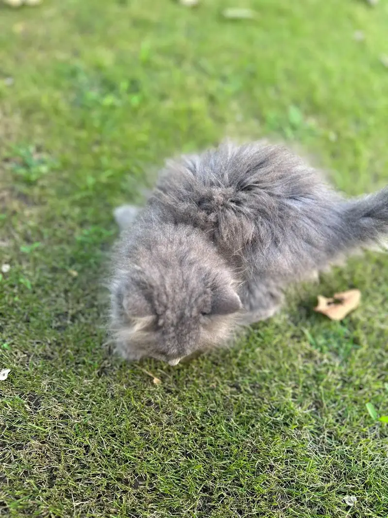 Grey Persian kitten — photo 4