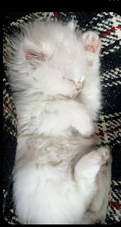 Persian kitten