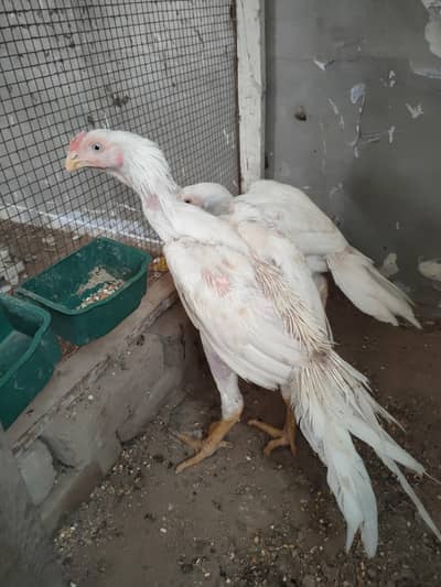 Top Quality Home Breed LonG tail parrot beaks 0310.2938013