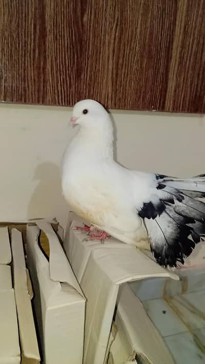 fully breeder pair hai eggs deny waly hai home breed hai koi issue nhi
